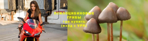 сатива Белоозёрский